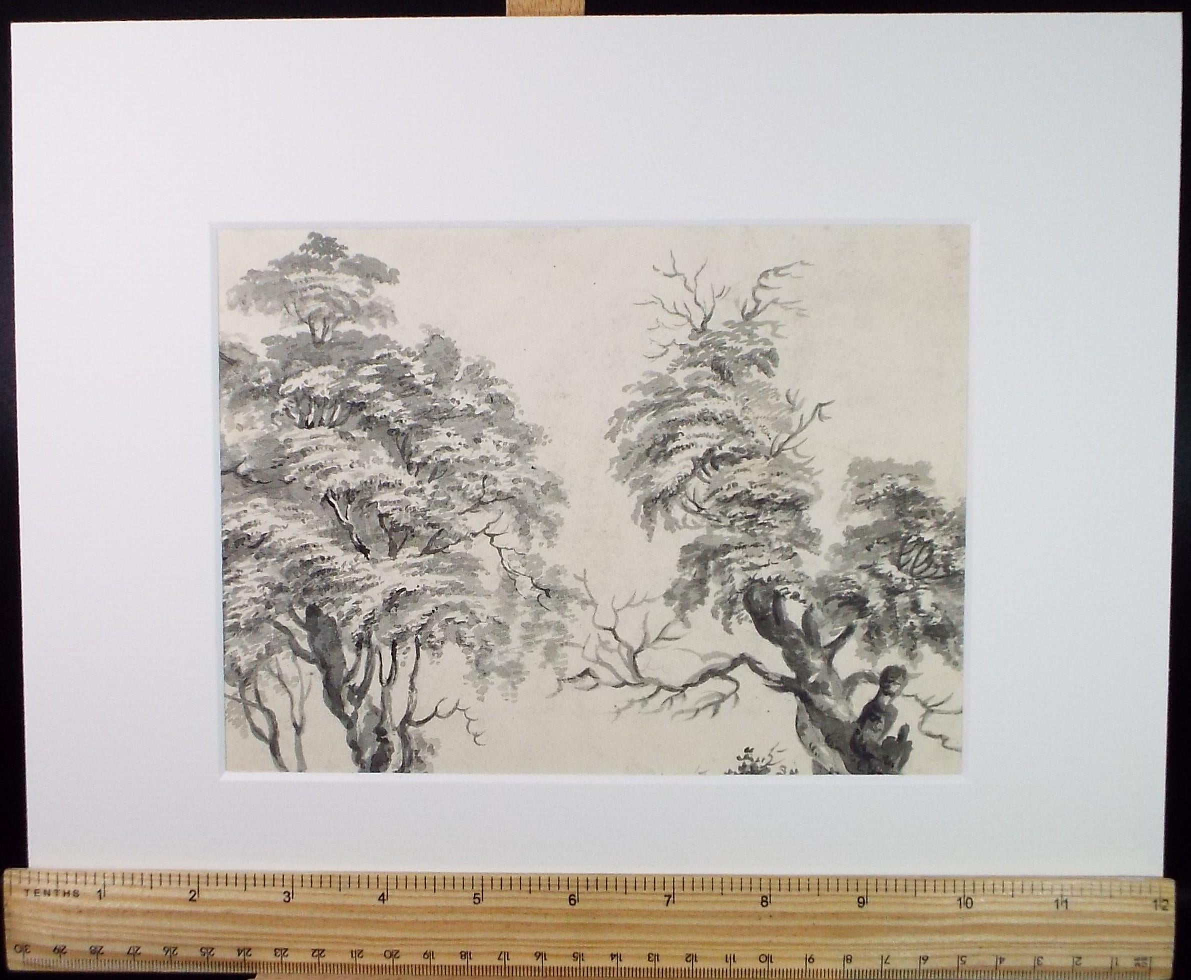 Original Watercolour, 'Tree Study', Late 19th Century, Artist Unknown