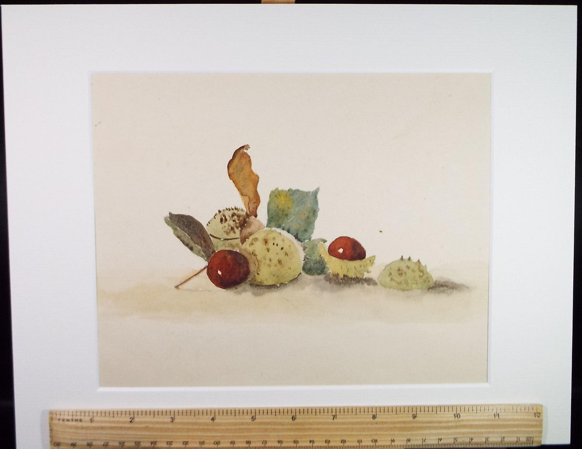 Original Watercolour, 'Still life of horse chestnuts', Circa 1950's, unknown artist