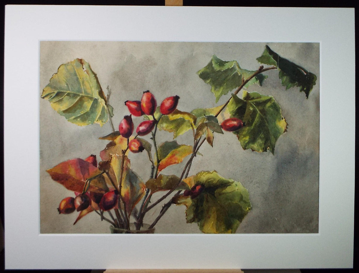 Original Watercolour, 'Still Life of Rosehip' , Early 20th Century, Unknown artist