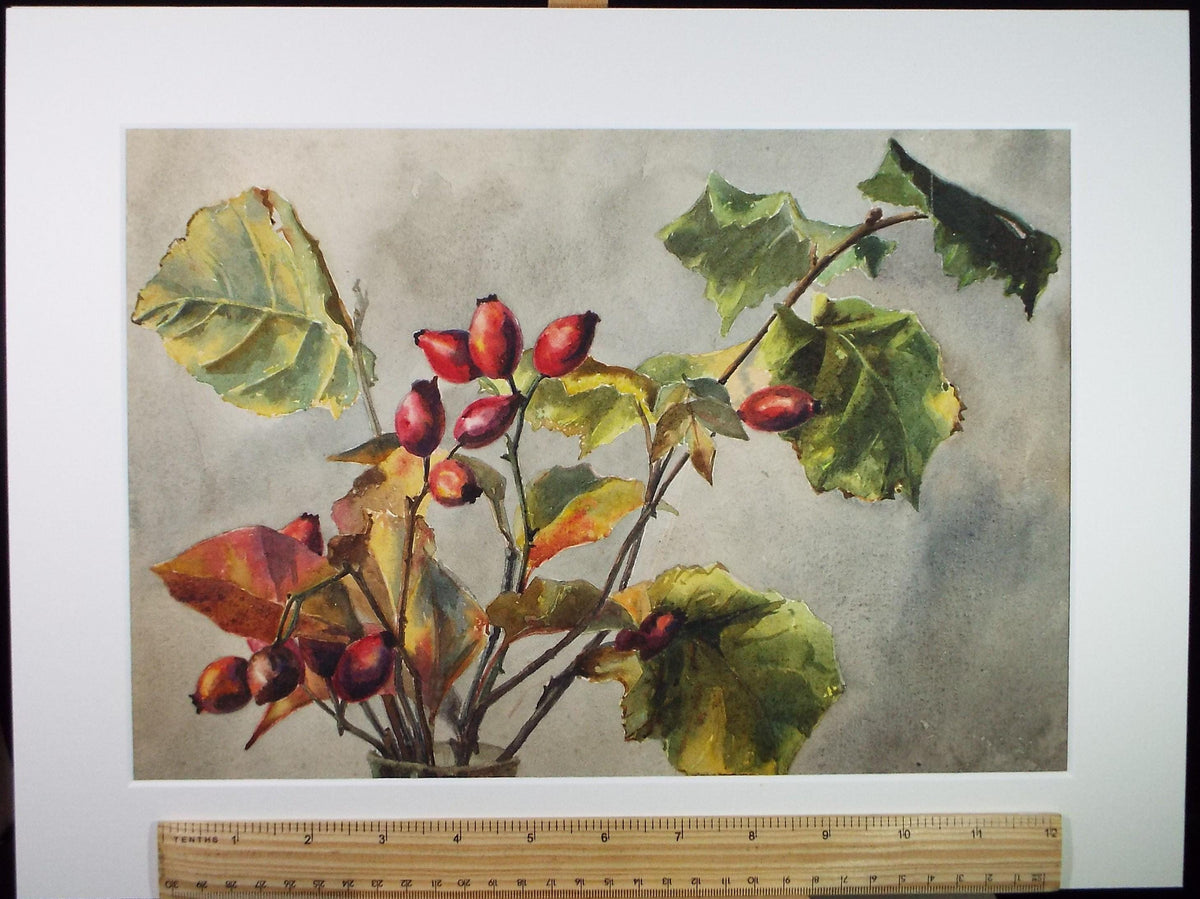 Original Watercolour, 'Still Life of Rosehip' , Early 20th Century, Unknown artist