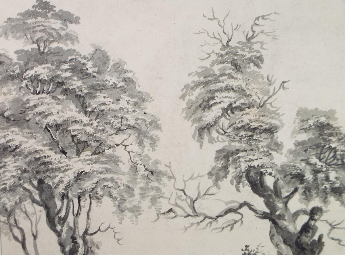 Original Watercolour, 'Tree Study', Late 19th Century, Artist Unknown