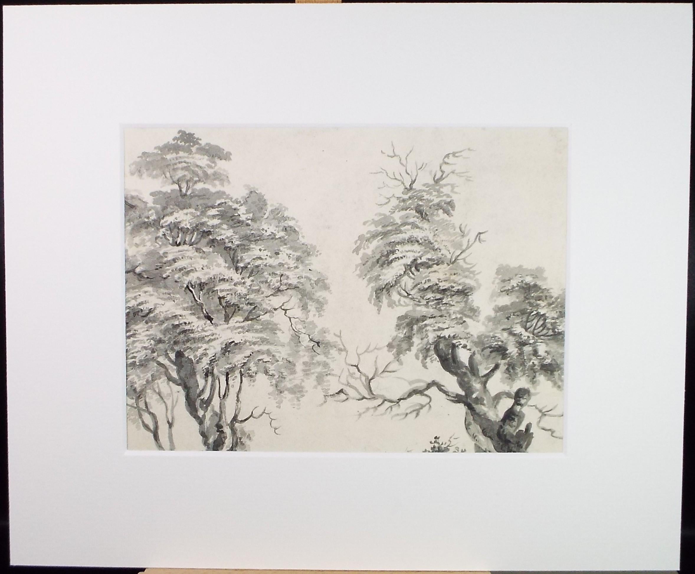 Original Watercolour, 'Tree Study', Late 19th Century, Artist Unknown