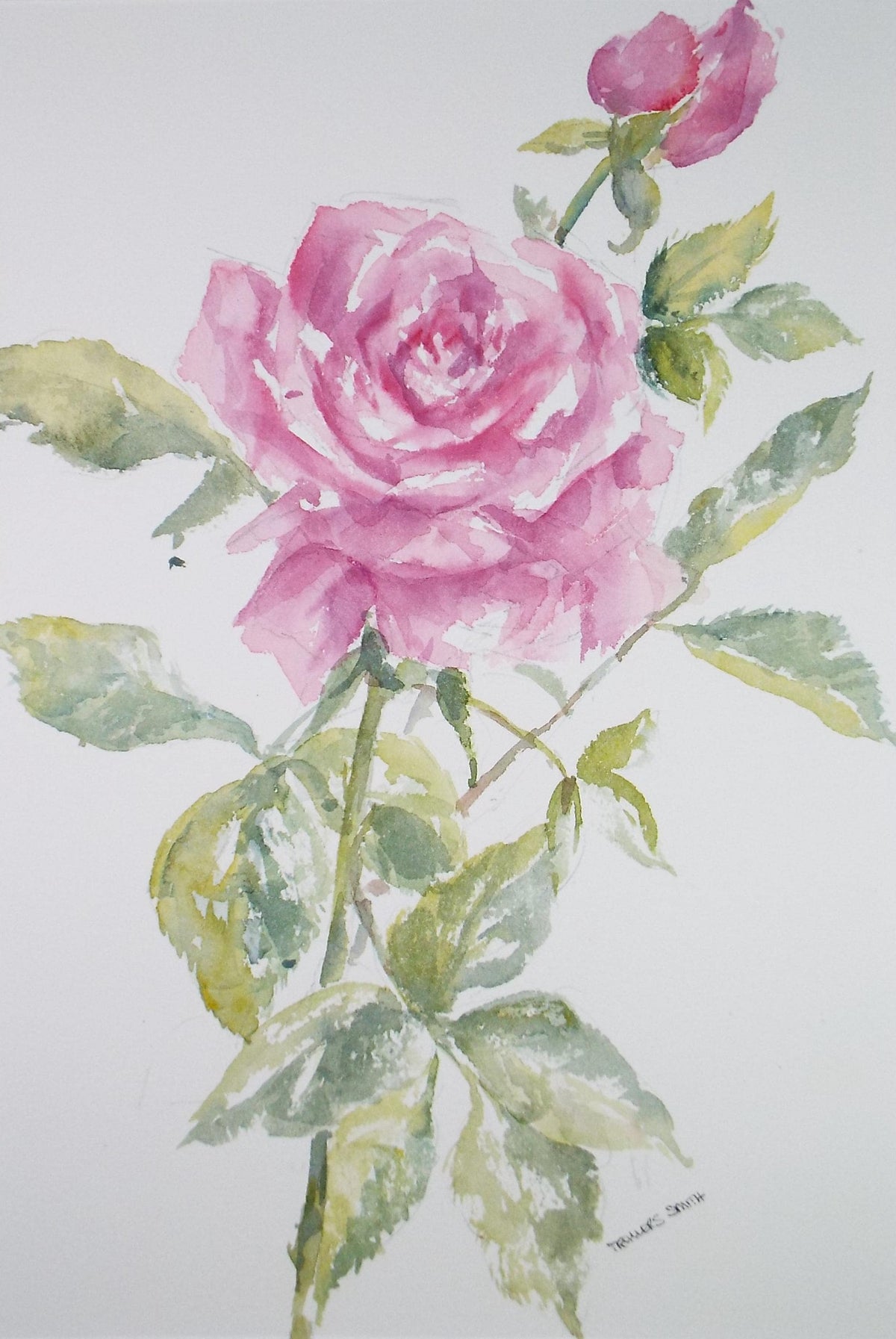 Original Watercolour, 'Still Life of Rose' 1990's, Dorothea Travers-Smith