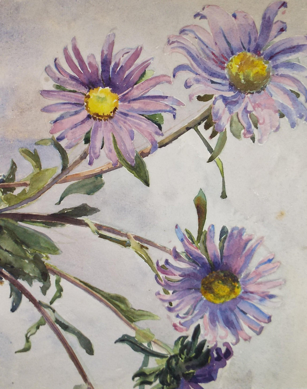 Original Watercolour, 'Still Life of Purple Aster', Circa 1950's , Unknown artist