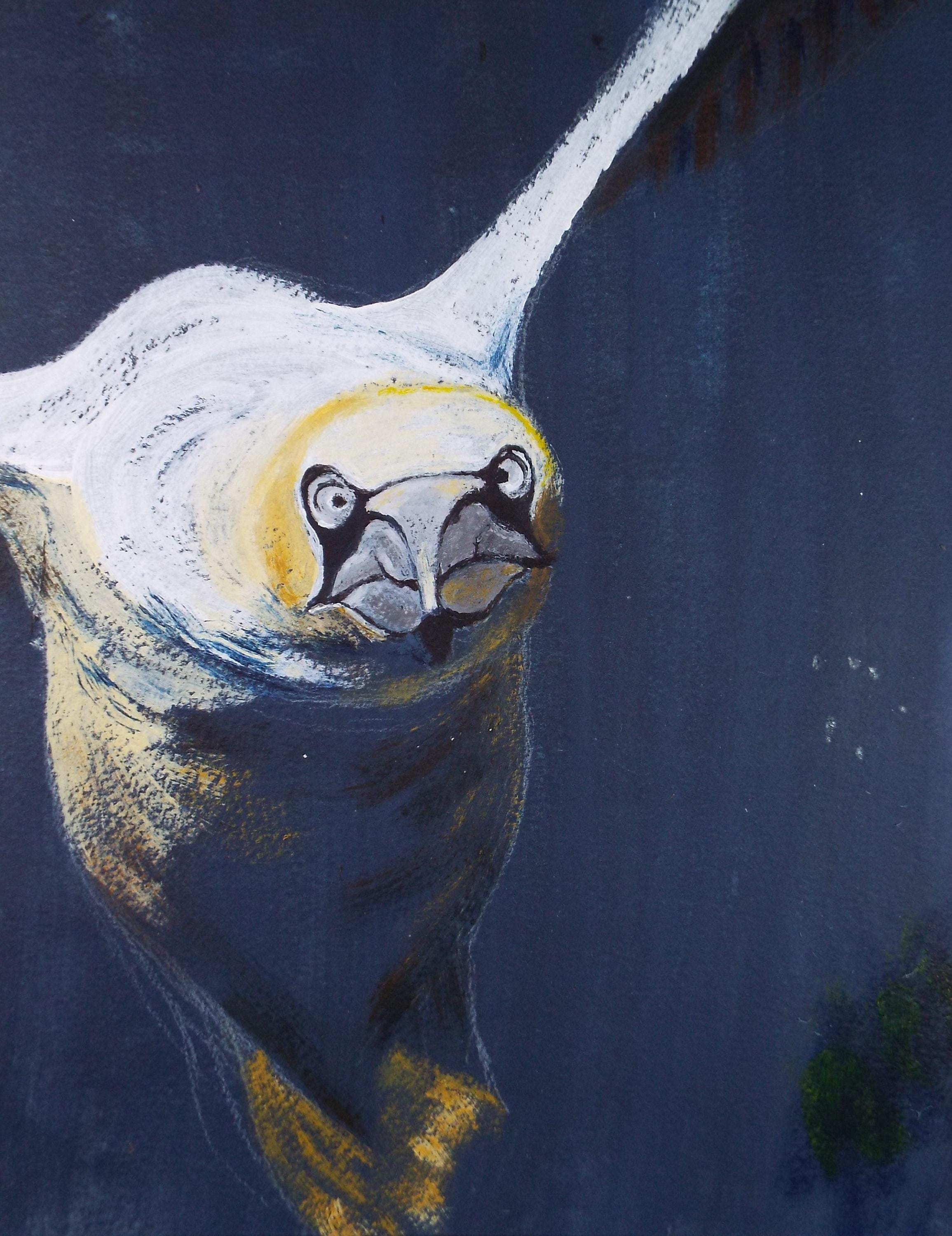 Gouache on paper, 'Study of a Gannet', Artist unknown, circa 1990's