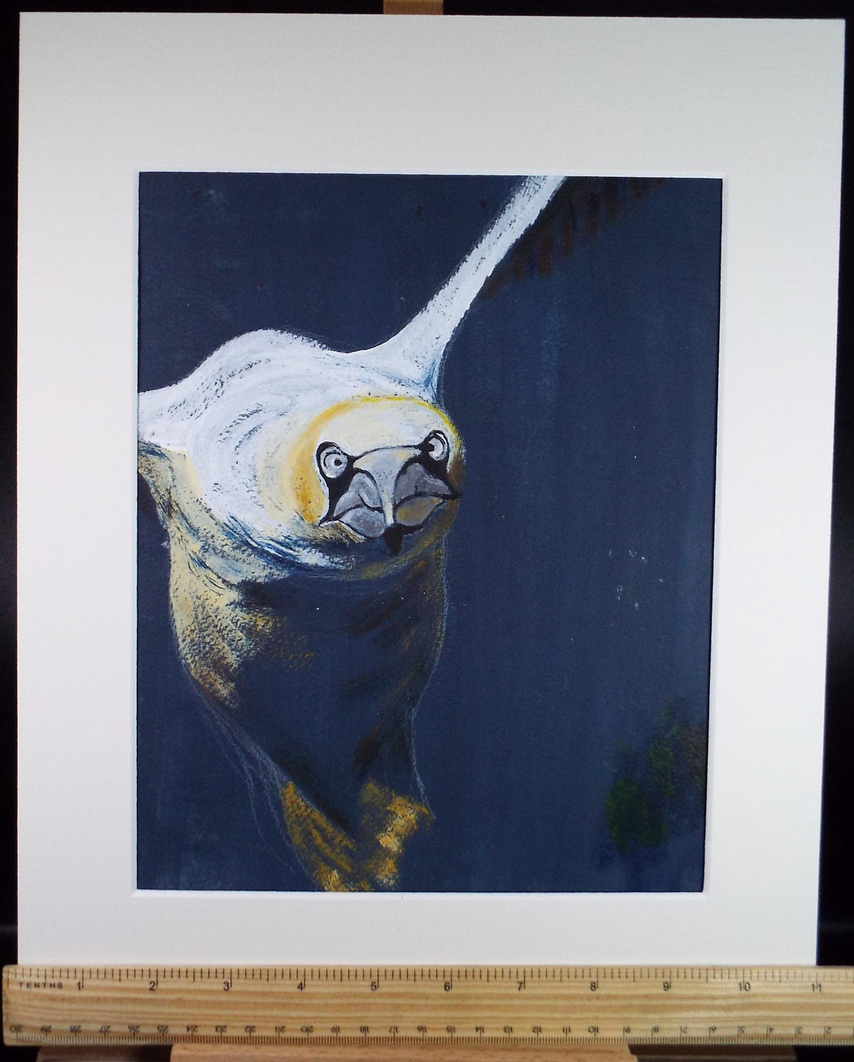 Gouache on paper, 'Study of a Gannet', Artist unknown, circa 1990's
