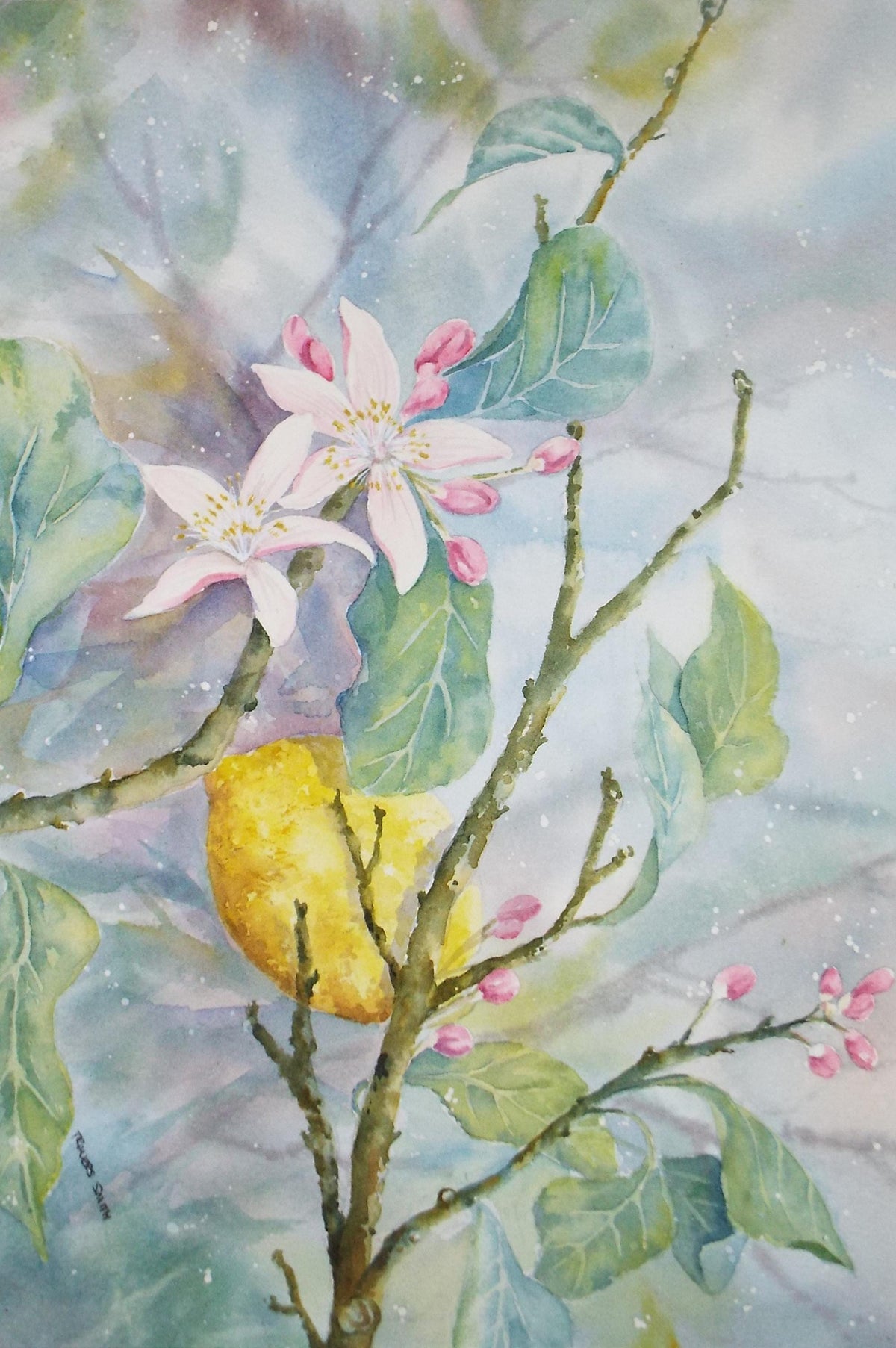 Original Watercolour, 'Still Life Lemon Blossom ', Circa 1990's ,Dorothea Travers-Smith,