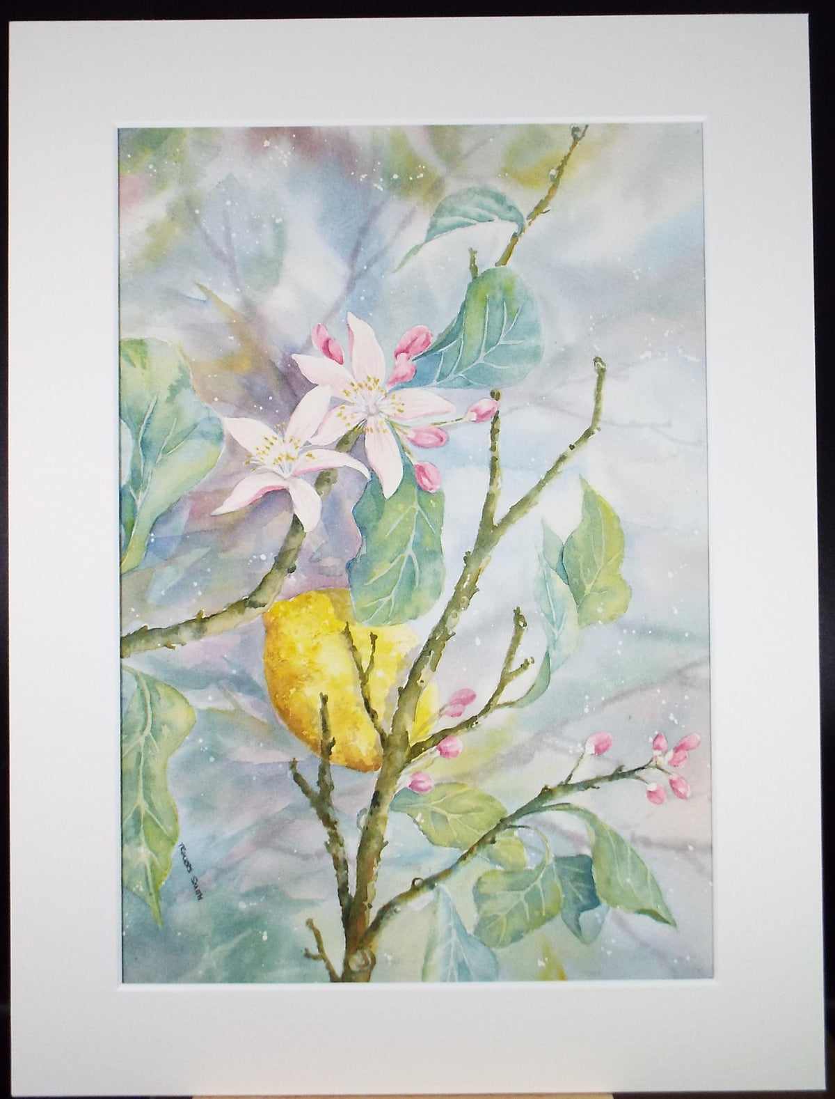 Original Watercolour, 'Still Life Lemon Blossom ', Circa 1990's ,Dorothea Travers-Smith,