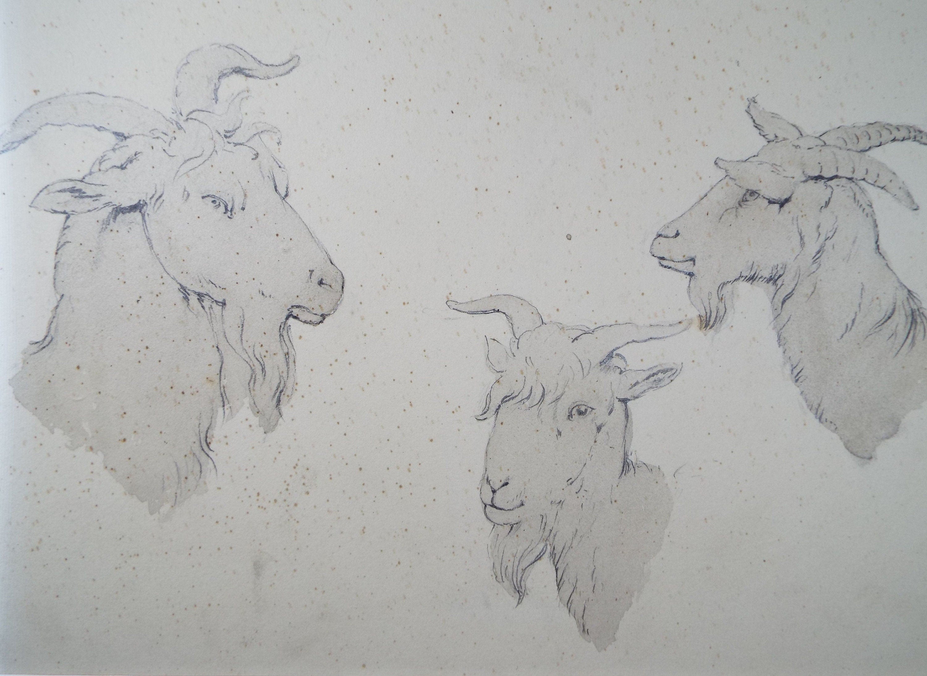 Original Pencil Drawing , 'Goat Head Studies, E.W Willson (19th Century) -  from an album of drawings dated 1872