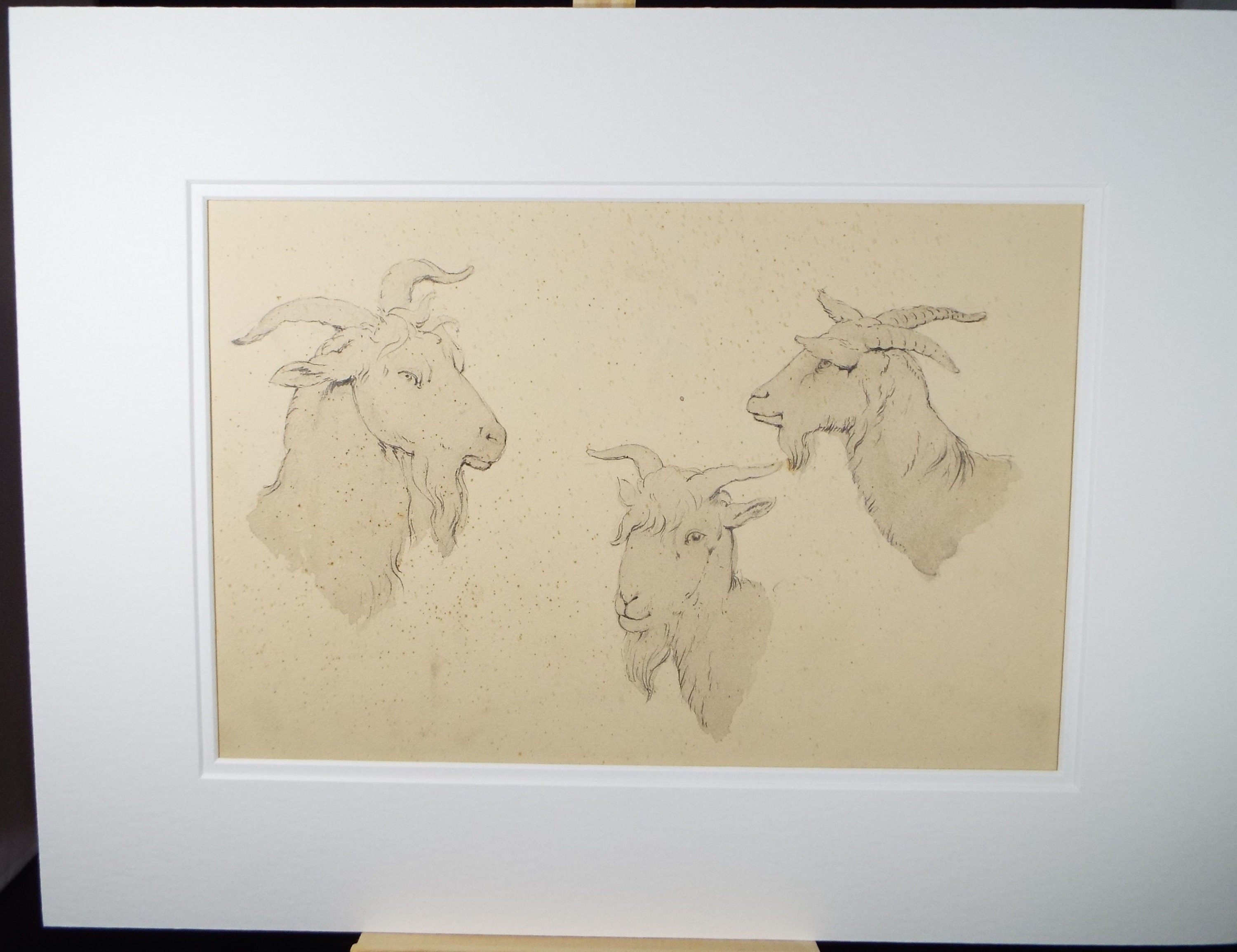 Original Pencil Drawing , 'Goat Head Studies, E.W Willson (19th Century) -  from an album of drawings dated 1872