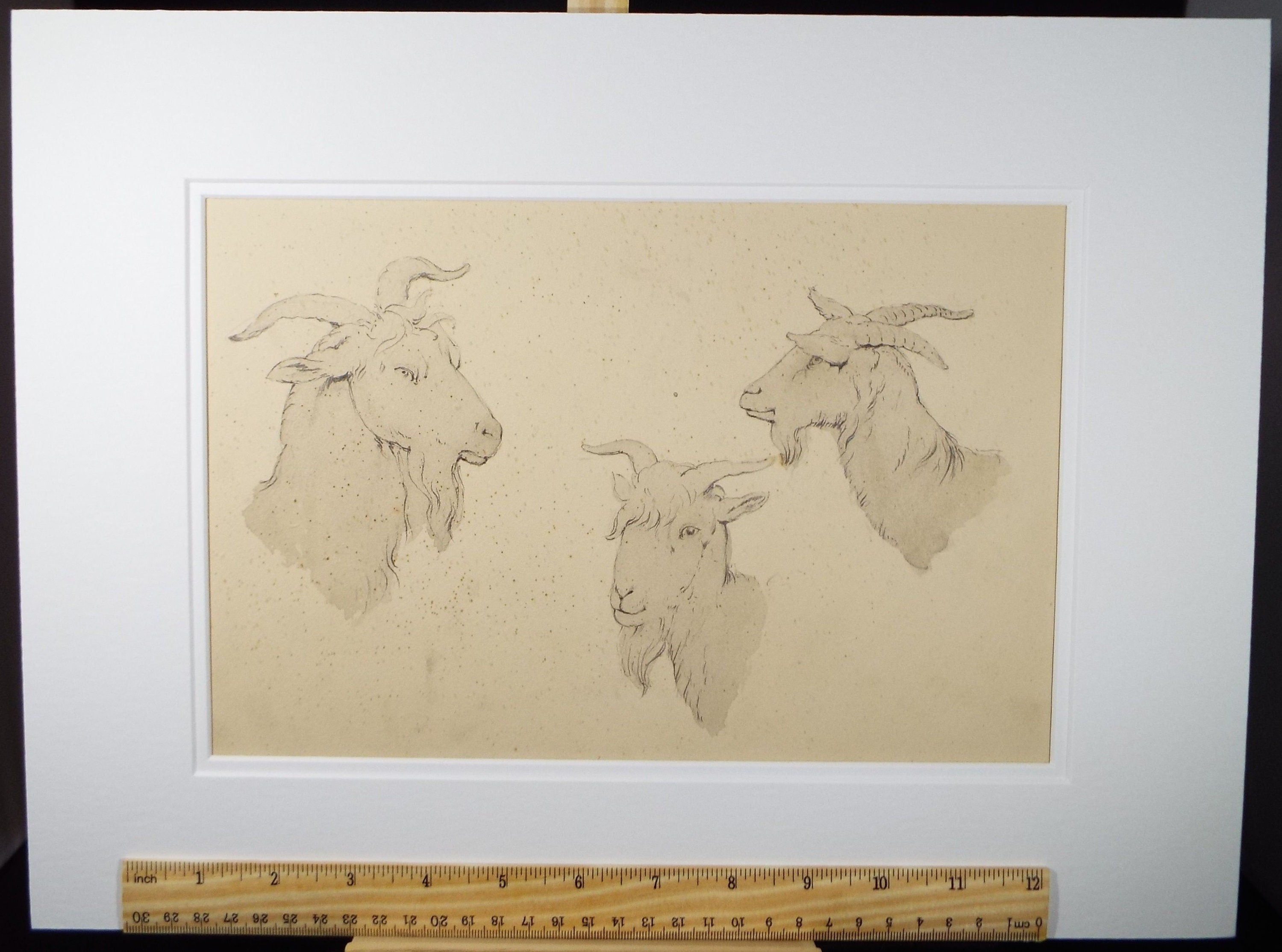 Original Pencil Drawing , 'Goat Head Studies, E.W Willson (19th Century) -  from an album of drawings dated 1872