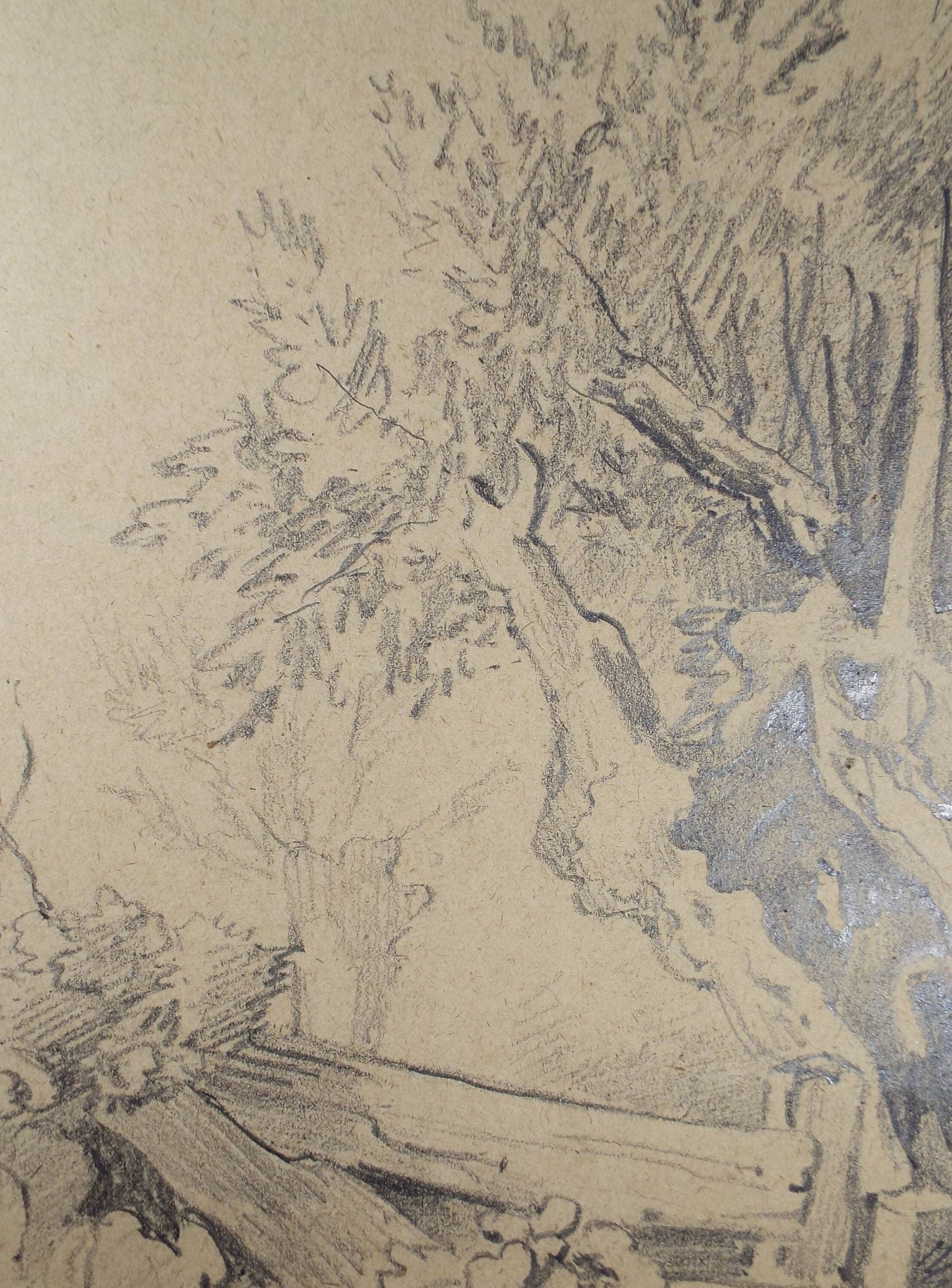 Original Pencil Drawing, 'Woodland Study', Circa 1883, Artist Unknown
