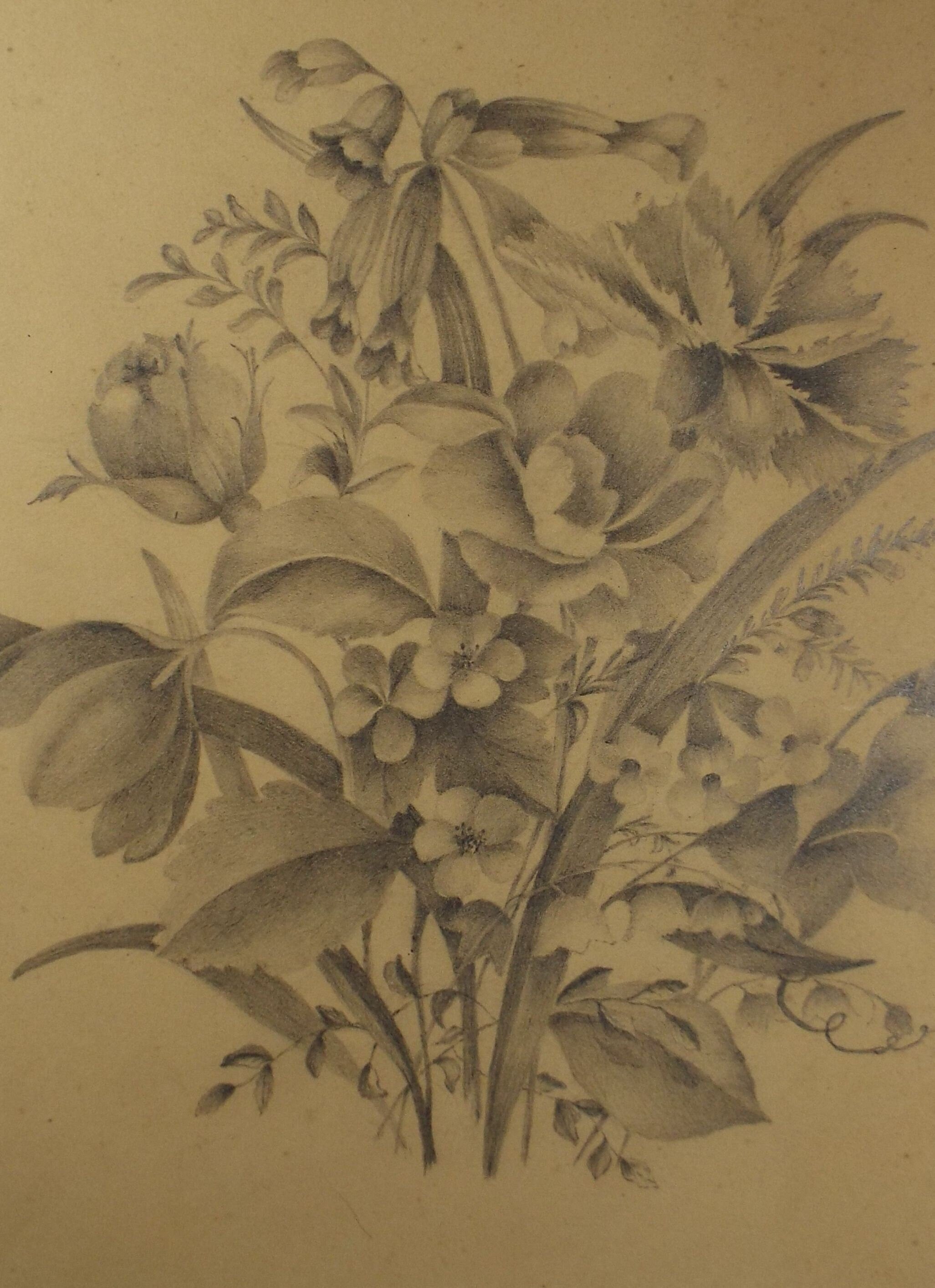 Original pencil drawing 'Flower Study', Late 19th Century, Artist Unknown