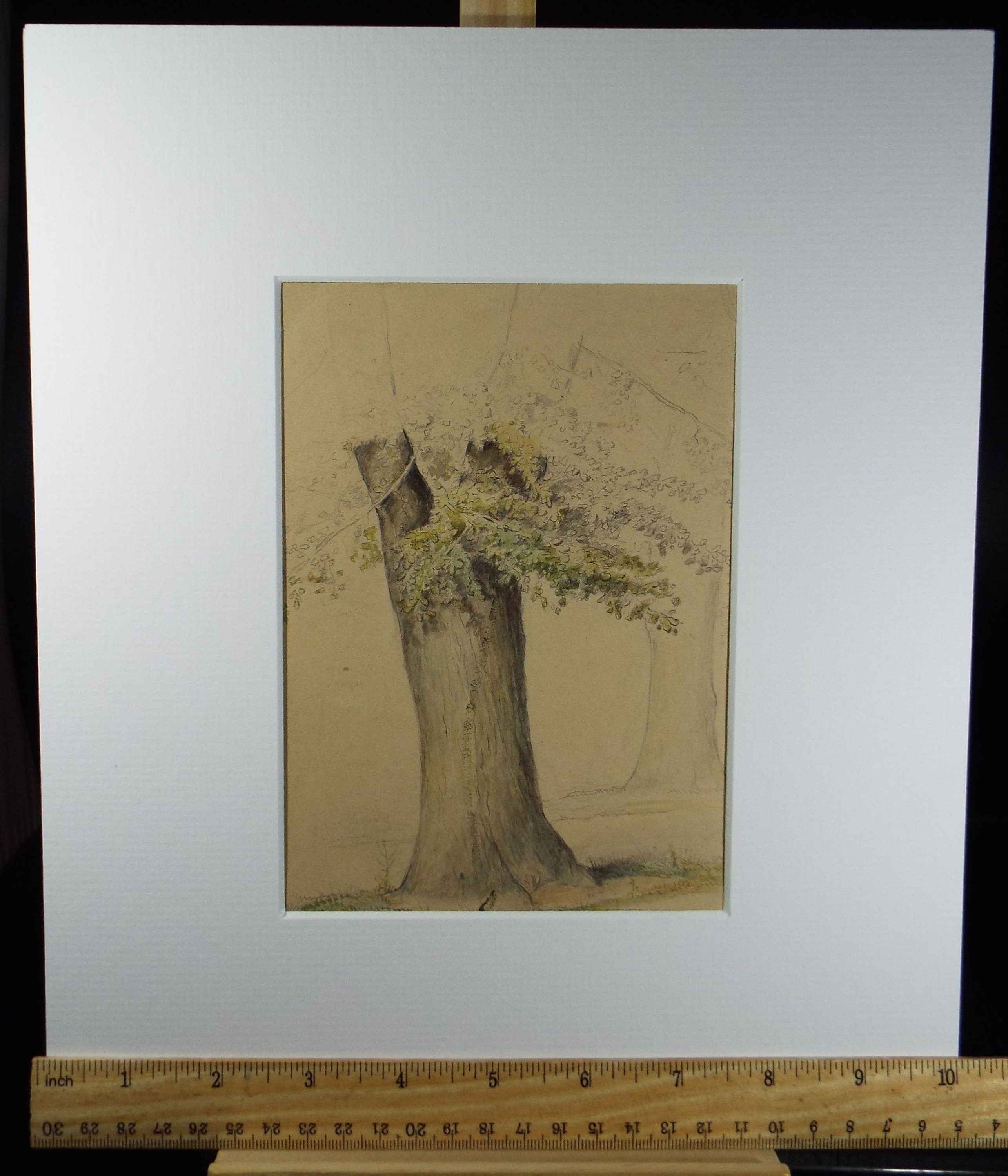 Original Watercolour, 'Tree Study', c1880, Artist Unknown
