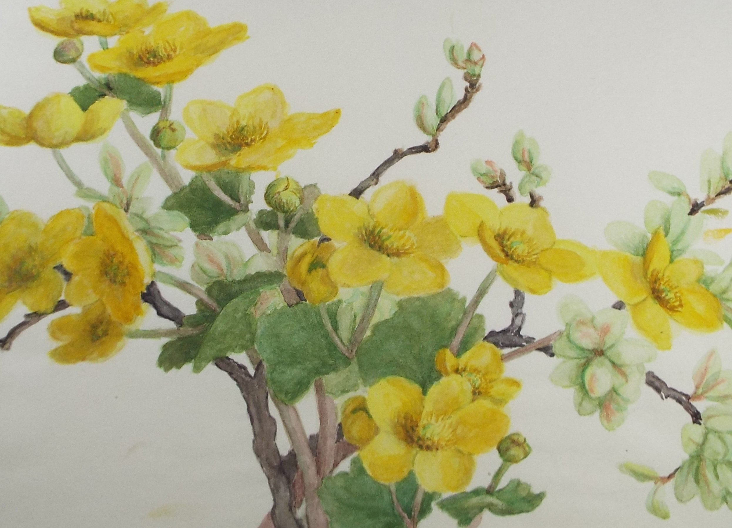 Original Watercolour, 'St John's Wort', circa 1875, Artist Unknown