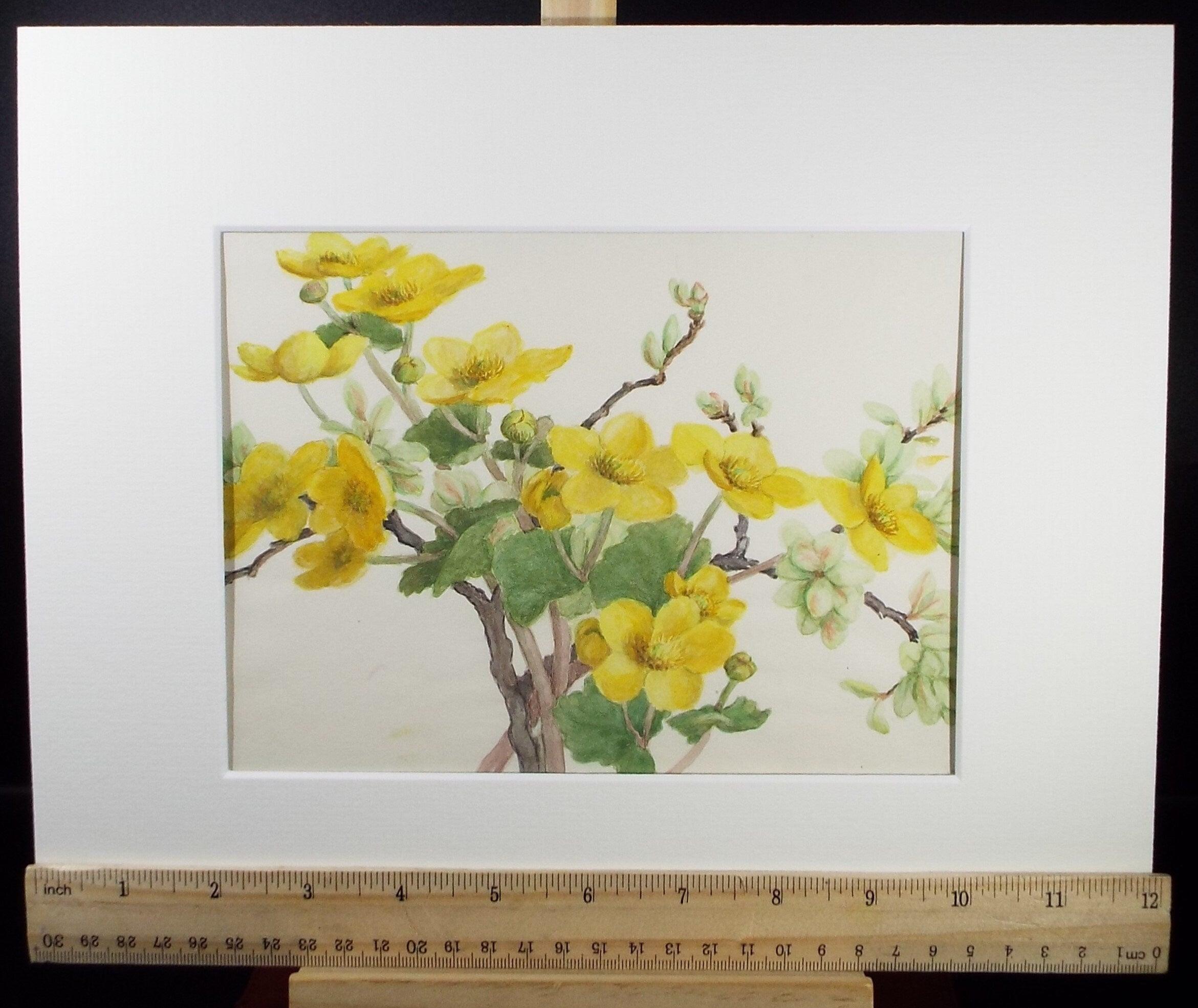 Original Watercolour, 'St John's Wort', circa 1875, Artist Unknown